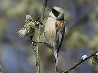 Rémiz penduline