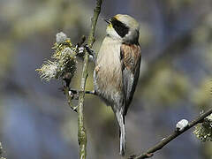 Rémiz penduline