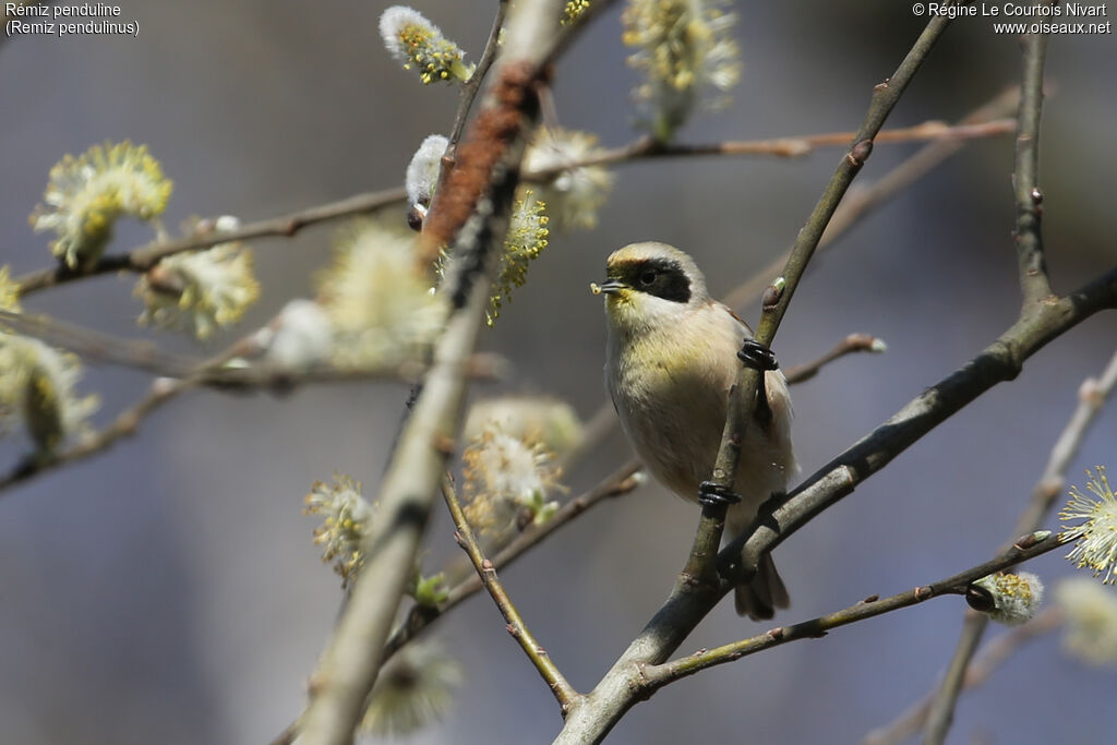 Rémiz penduline