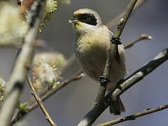 Rémiz penduline