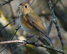 Red-flanked Bluetail