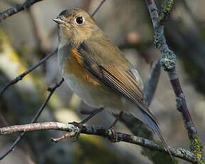 Robin à flancs roux