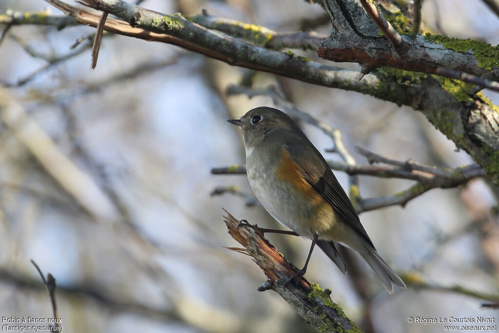 Red-flanked Bluetail