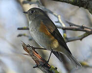 Robin à flancs roux