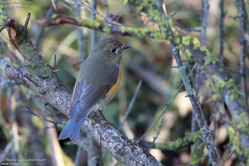 Red-flanked Bluetail