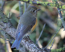 Robin à flancs roux