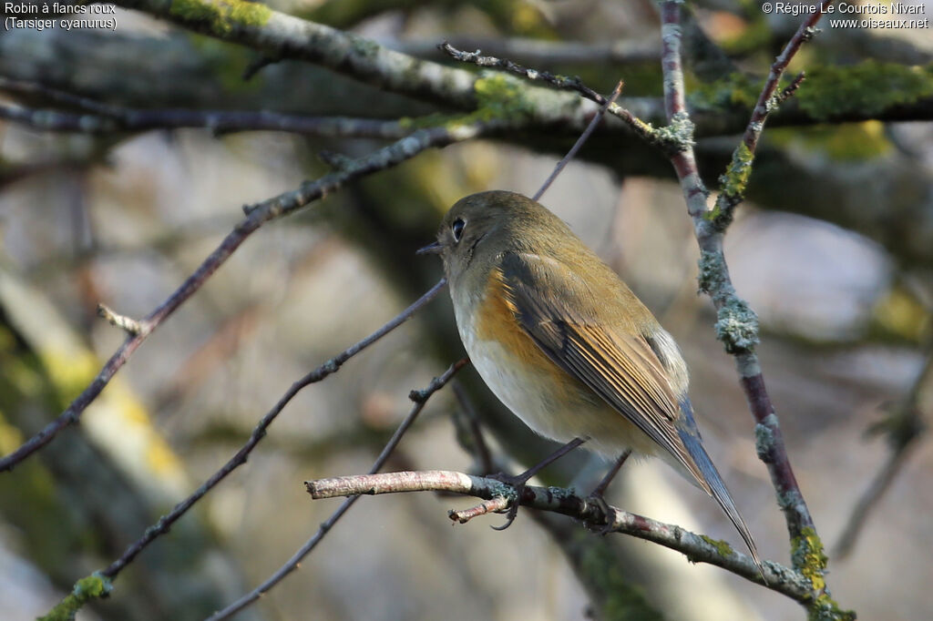 Red-flanked Bluetail