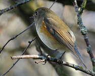 Robin à flancs roux