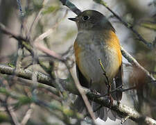 Red-flanked Bluetail