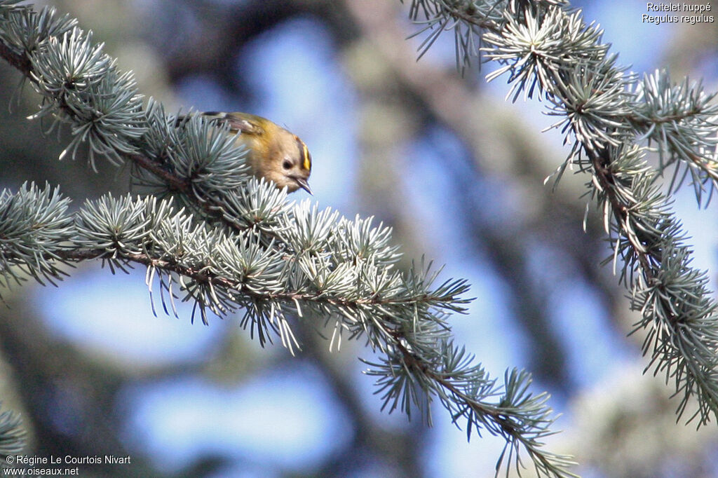 Goldcrest