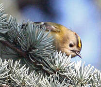 Goldcrest