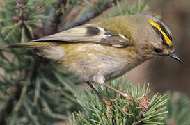 Goldcrest