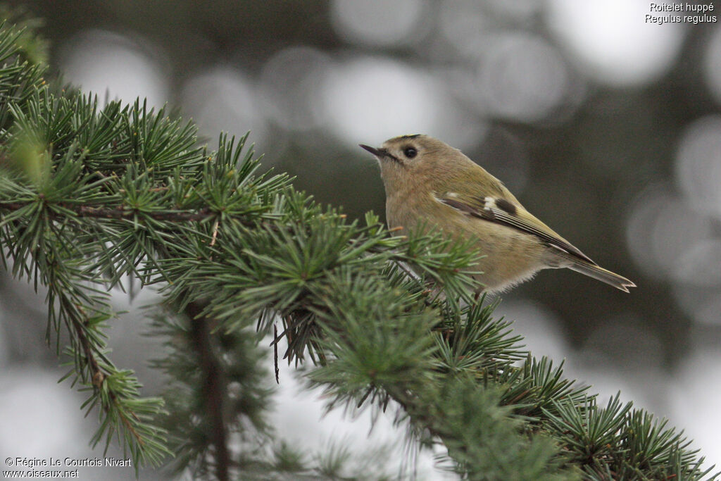 Goldcrest