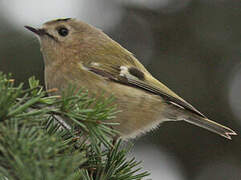 Goldcrest