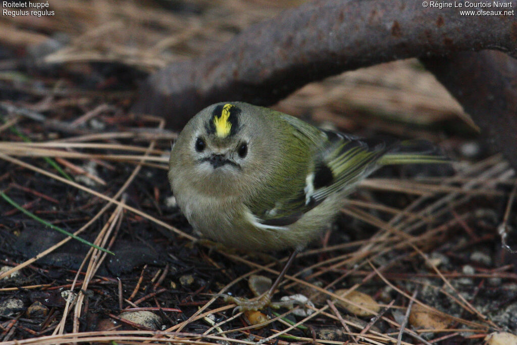 Goldcrest