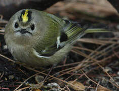 Goldcrest