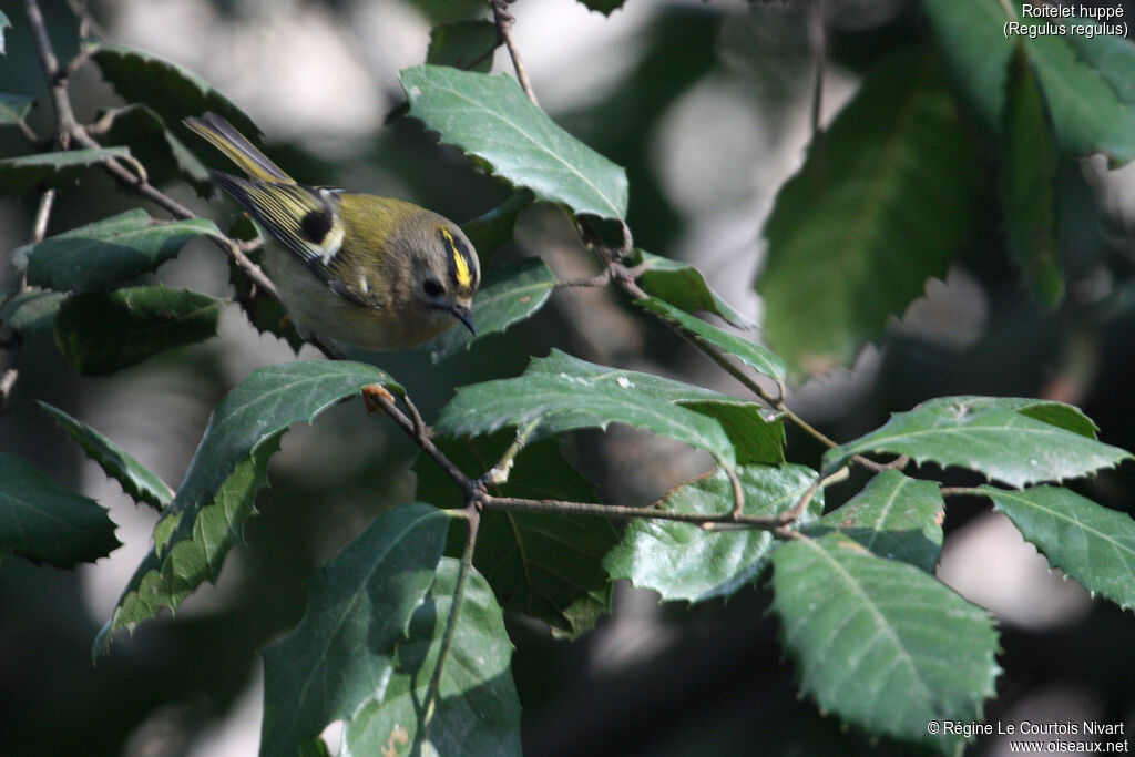 Goldcrest