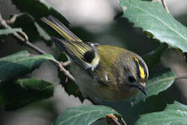 Goldcrest