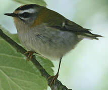 Common Firecrest