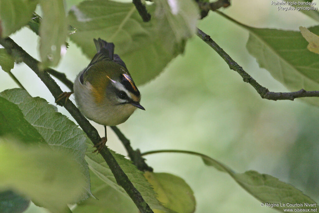 Common Firecrest