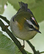 Common Firecrest