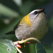 Common Firecrest