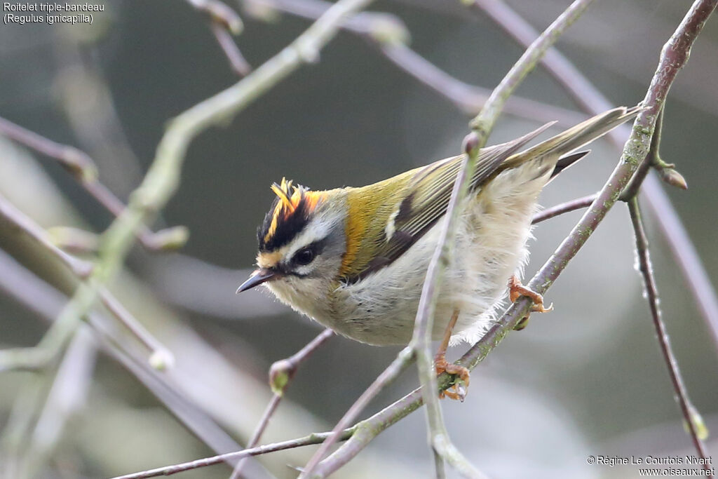 Common Firecrest