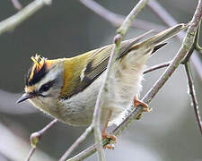 Common Firecrest