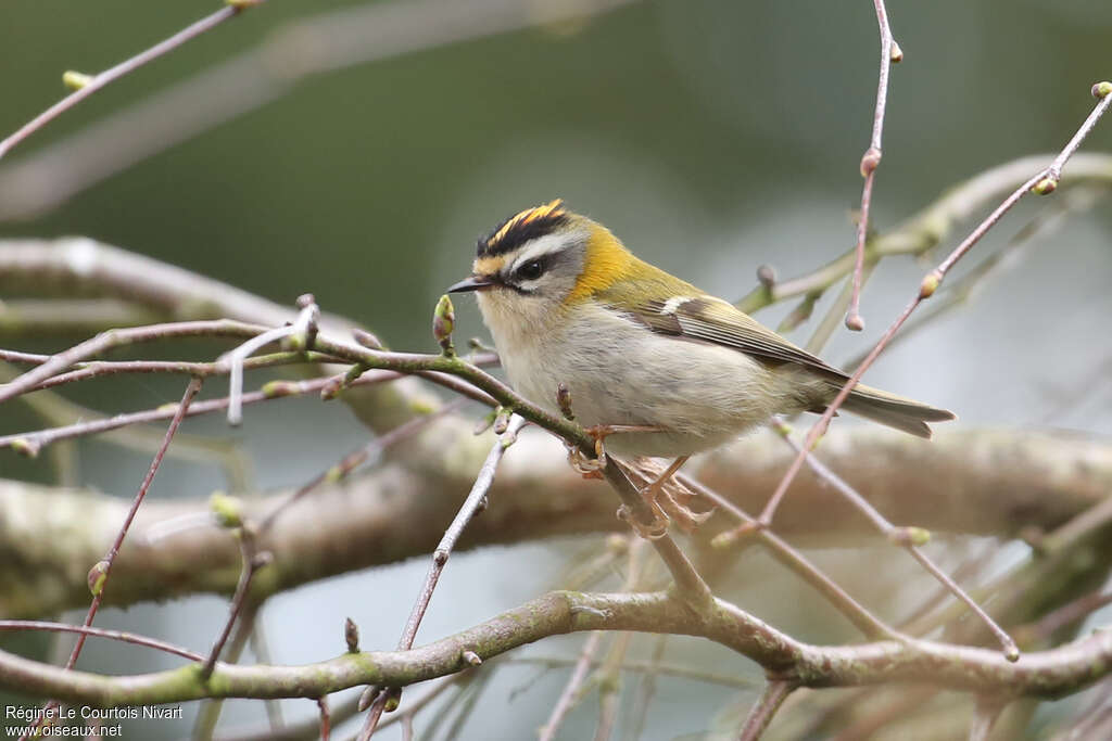 Common Firecrest