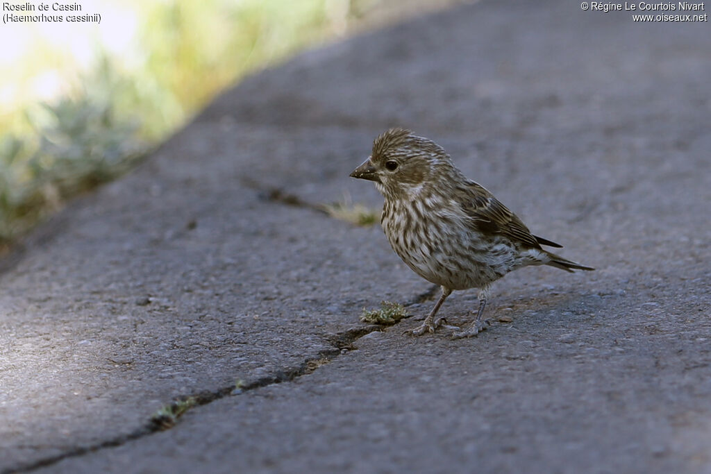 Cassin's Finch