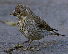 Cassin's Finch