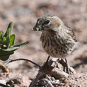 Cassin's Finch