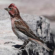 Cassin's Finch