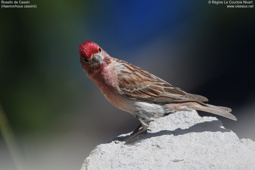 Cassin's Finch male adult