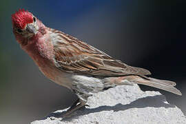 Cassin's Finch