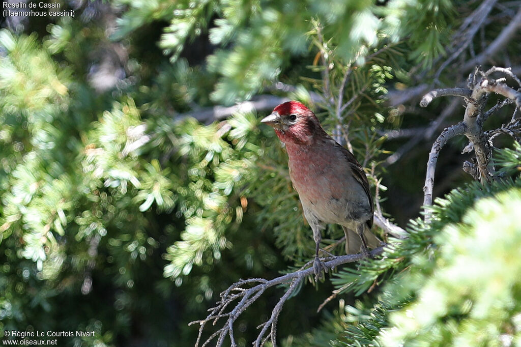 Cassin's Finch male adult