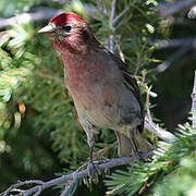 Cassin's Finch