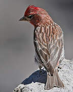 Cassin's Finch