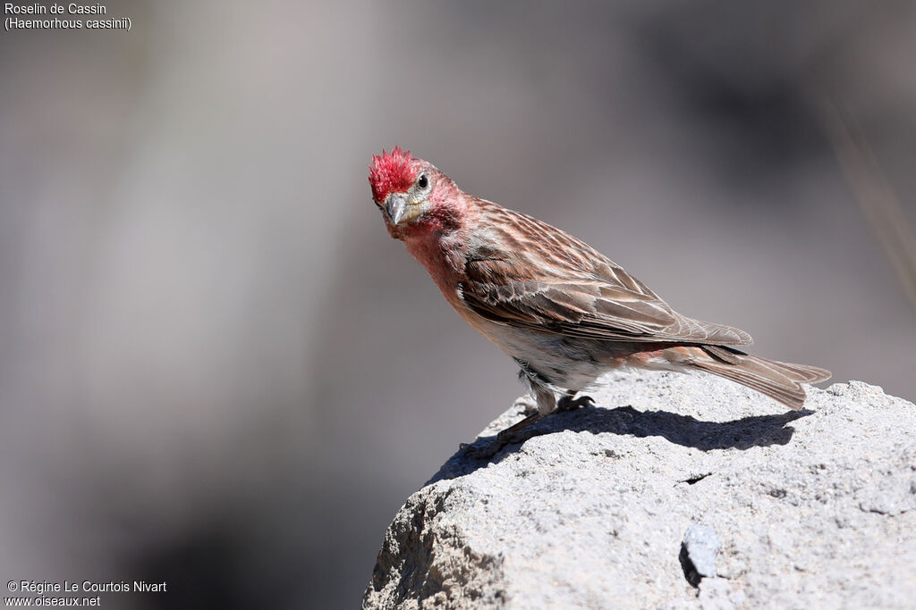 Cassin's Finch male adult