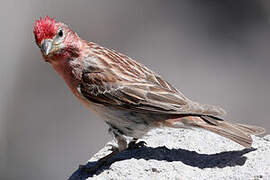 Cassin's Finch