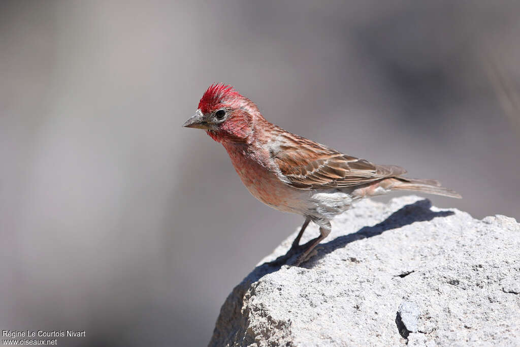 Cassin's Finch male adult