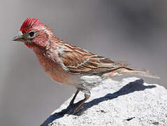 Cassin's Finch