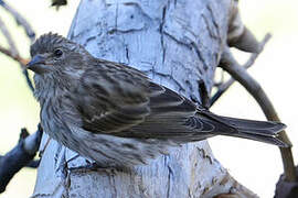 Cassin's Finch