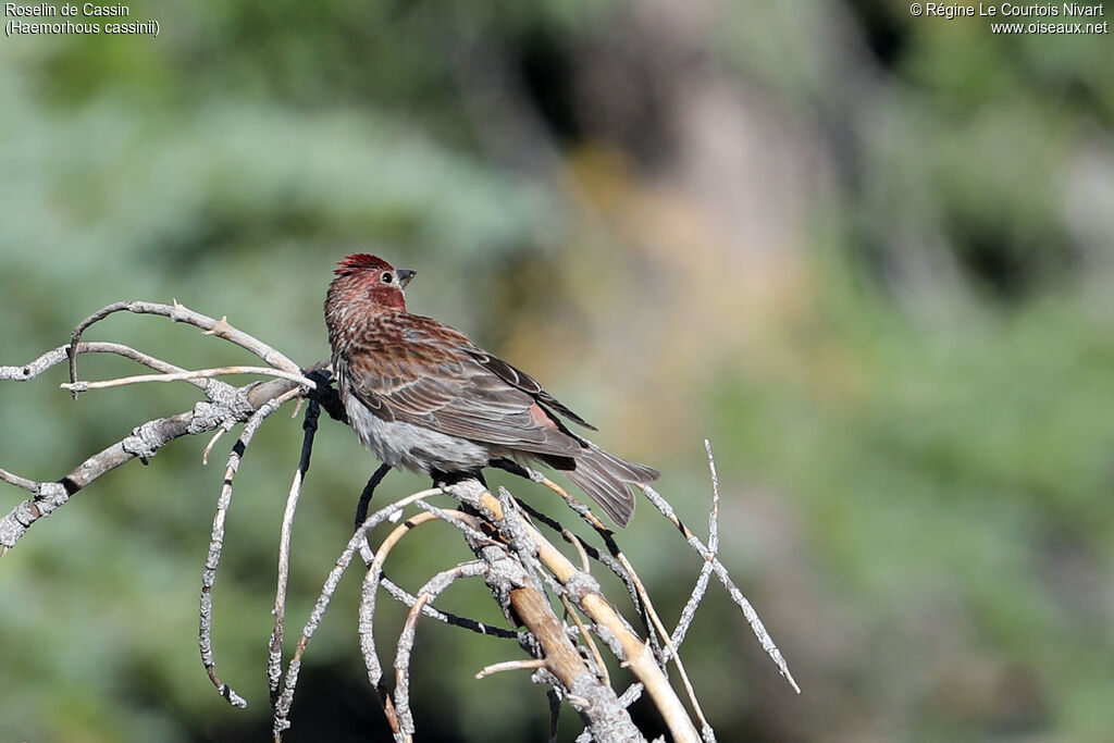 Cassin's Finch male adult