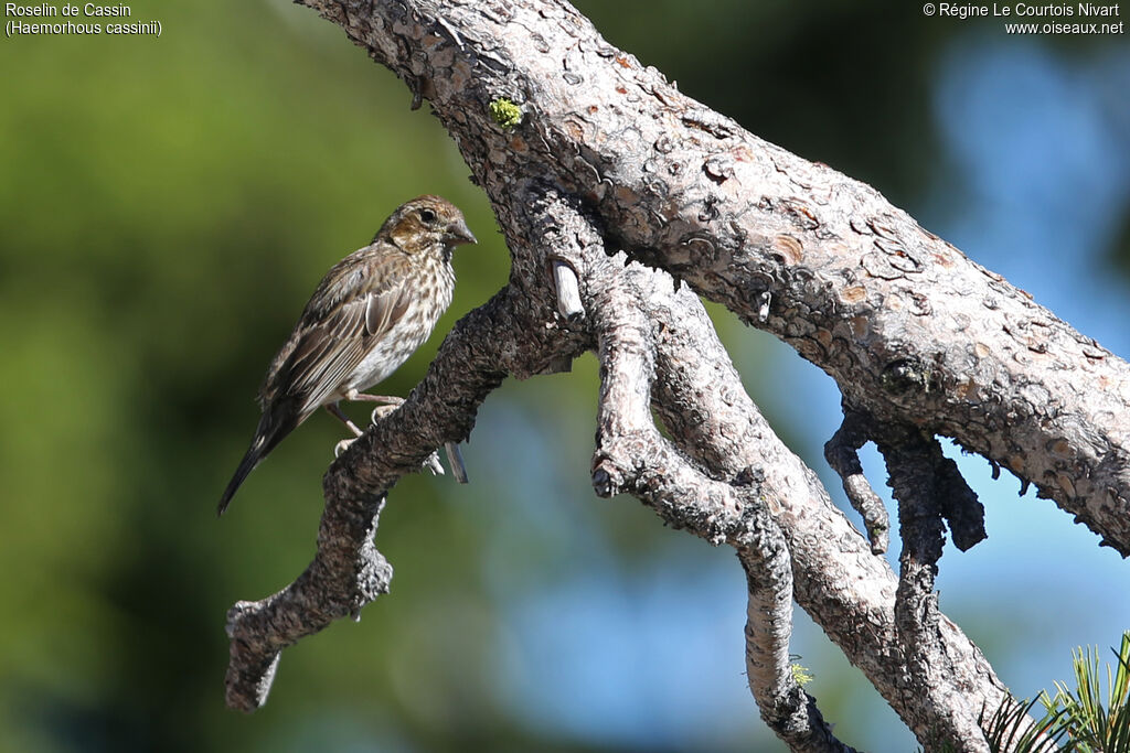 Cassin's Finch female