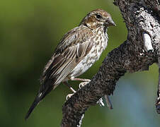 Cassin's Finch