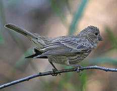 House Finch