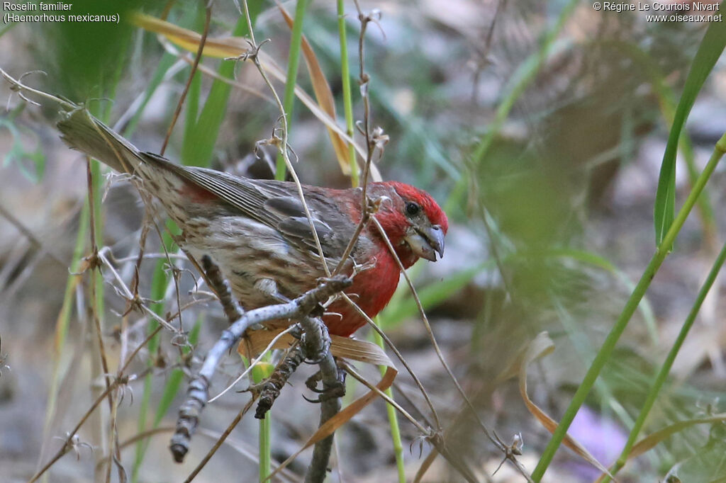 House Finch