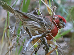 House Finch