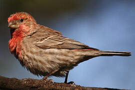 House Finch